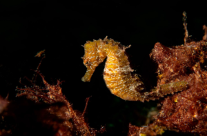 Uzun Burunlu Denizatı ( Hippocampus guttulatus )