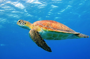 Yeşil Deniz Kaplumbağası( Chelonia mydas )